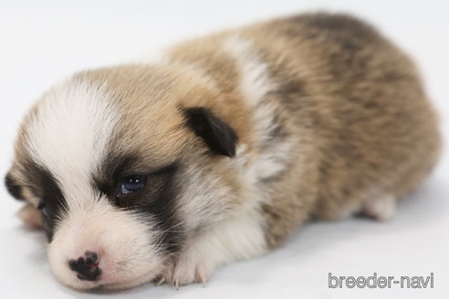 成約済の神奈川県のウェルシュコーギーペンブローク-308947の6枚目